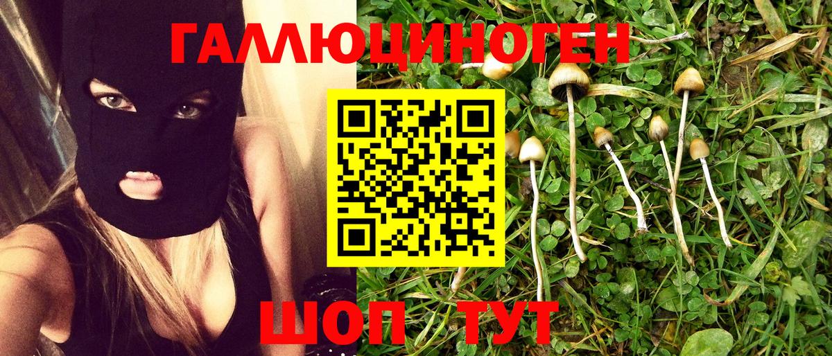 Галлюциногенные грибы Psilocybe Дмитров